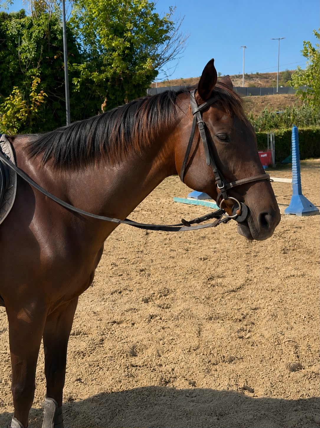 Tamerlano, cavallo CAVALLO ITALIANO BAIO SCURO - 2013